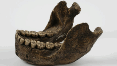 des dents révèlent un secret vieux de 2 millions d'années