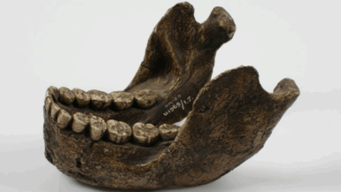 des dents révèlent un secret vieux de 2 millions d'années