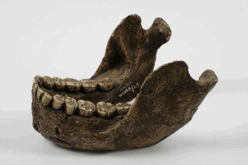 des dents révèlent un secret vieux de 2 millions d'années