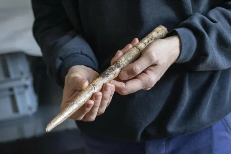 des outils en os de baleine révèlent un secret de l'âge glaciaire