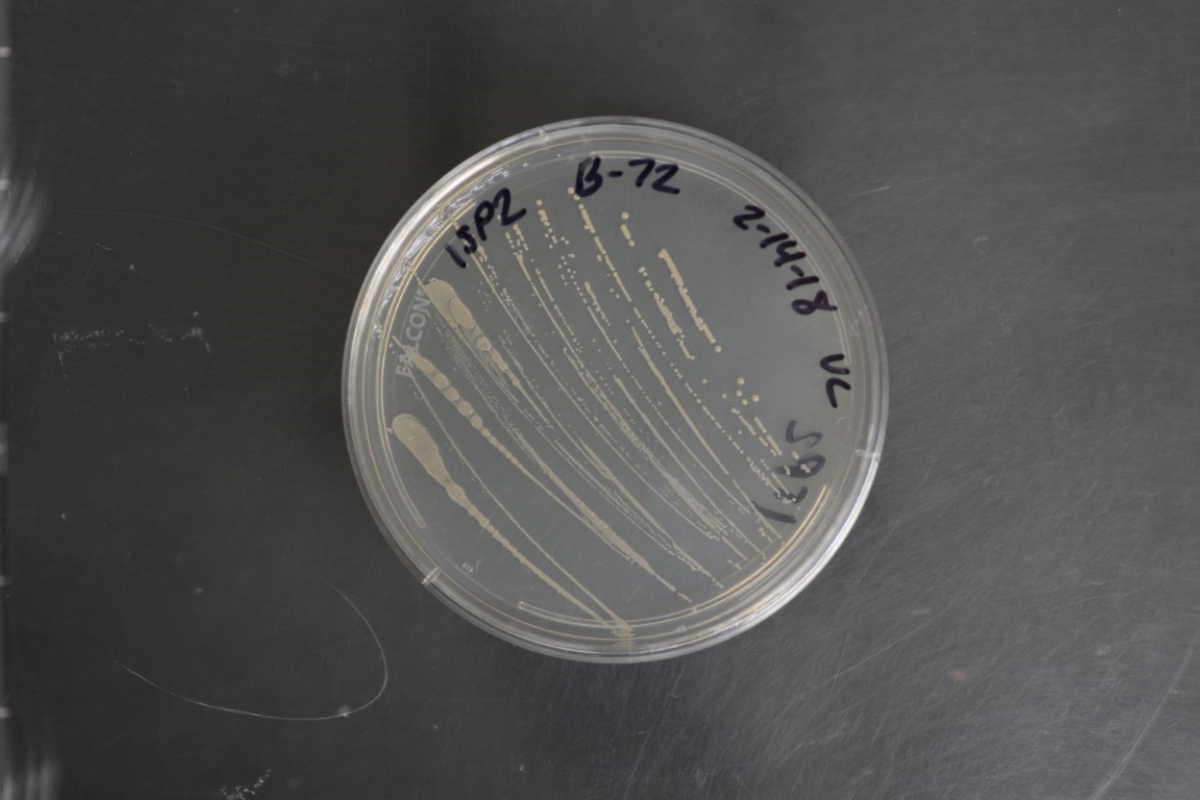 microbe Gluconobacter oxydans