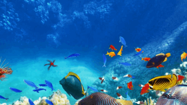 révélation fascinante sur le pouvoir des poissons en 2025