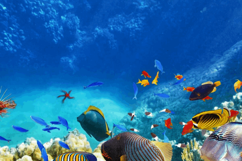 révélation fascinante sur le pouvoir des poissons en 2025