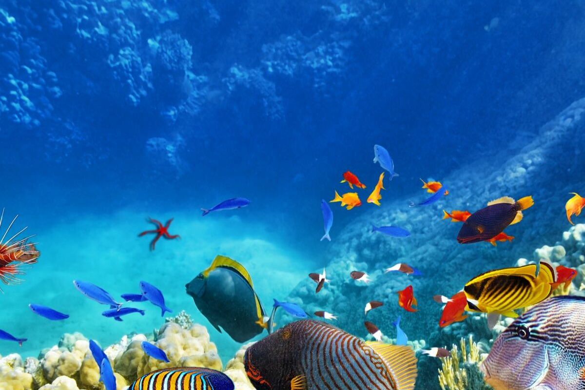révélation fascinante sur le pouvoir des poissons en 2025
