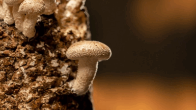 un champignon mortel menace les cultures américaine