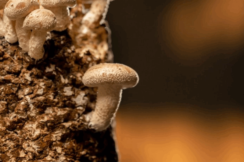 un champignon mortel menace les cultures américaine